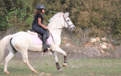 Remplir son planning dès septembre : les clés d’une rentrée cavalière réussie
