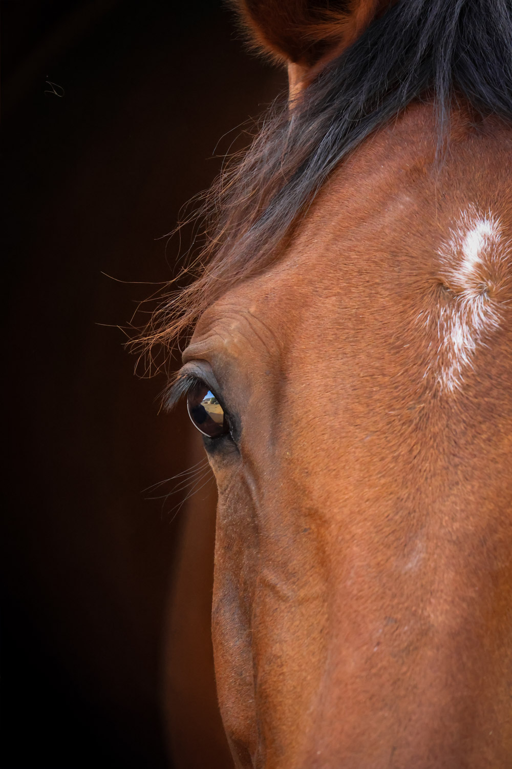CSO cavalier dossier sponsoring Création de contenu élevage chevaux de sport site internet