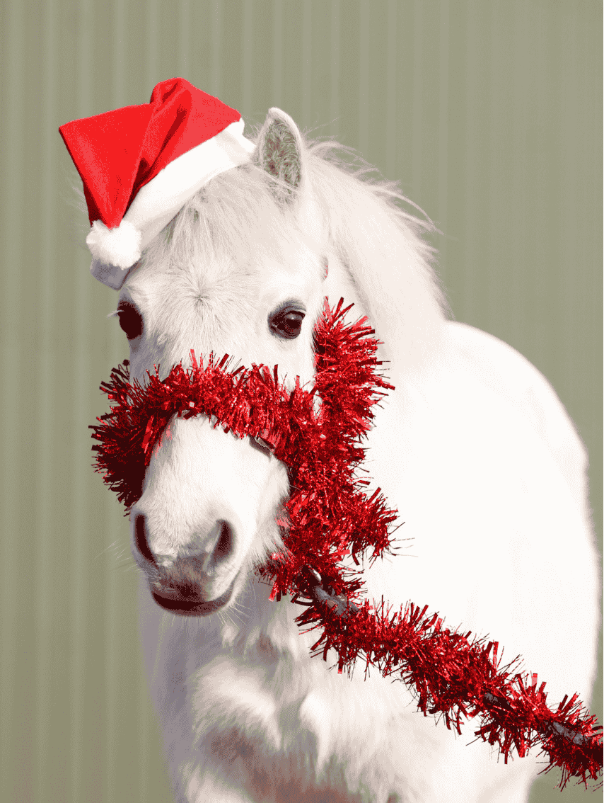 noel cheval cavalier sellerie vente en ligne