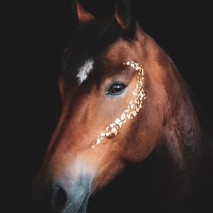 shooting photo feuille d'or noel hautes alpes 05 cheval