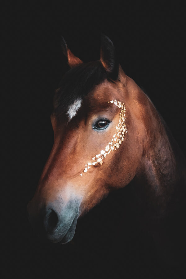 shooting photo feuille d'or noel hautes alpes 05 cheval