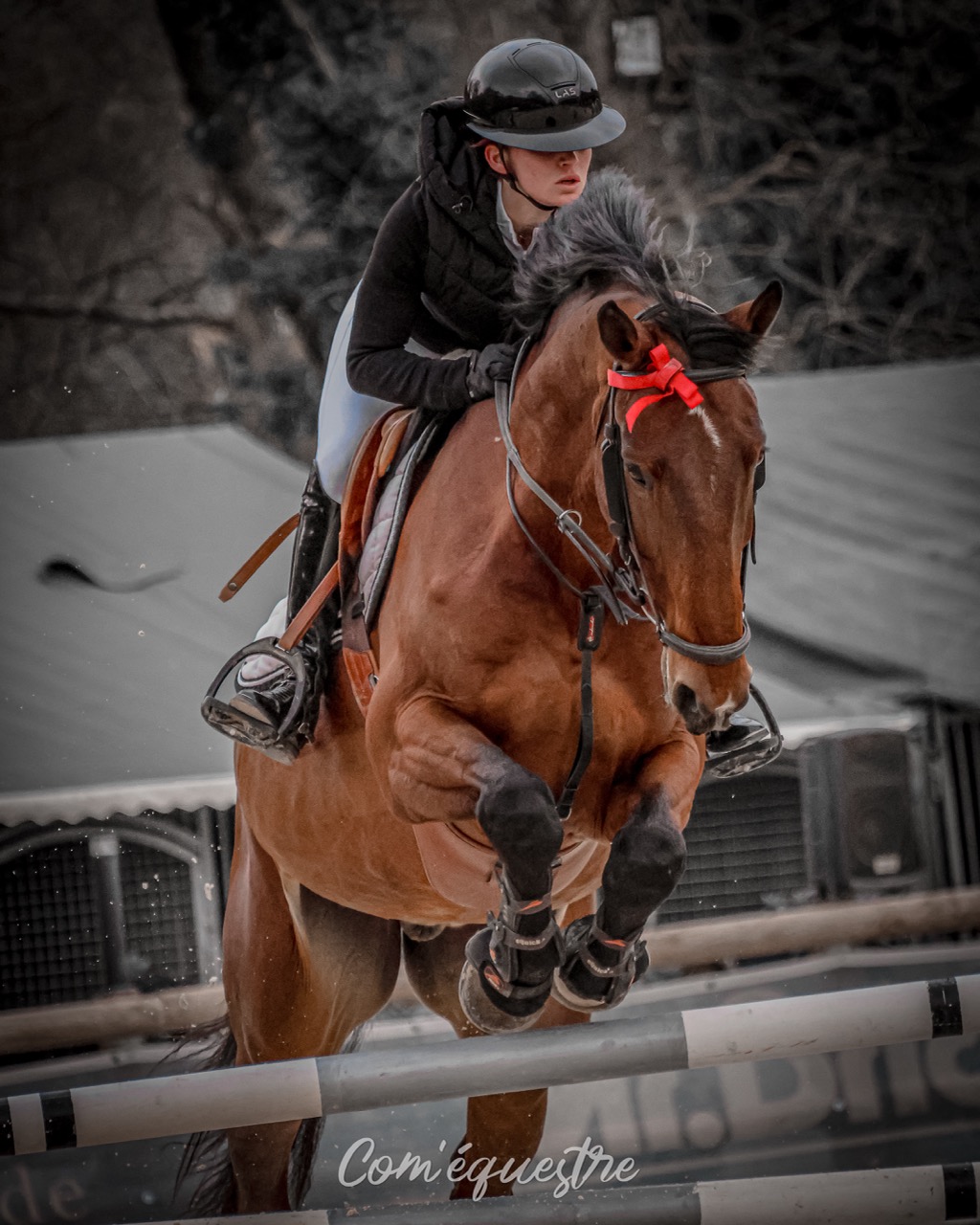 commerce de chevaux de sport valorisation