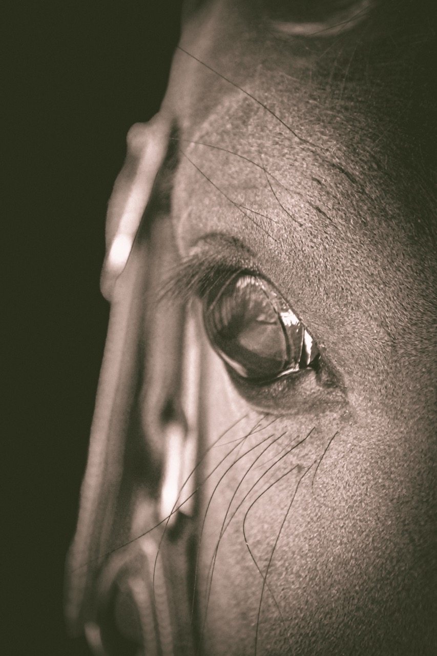 shooting photo équitation cheval hautes alpes