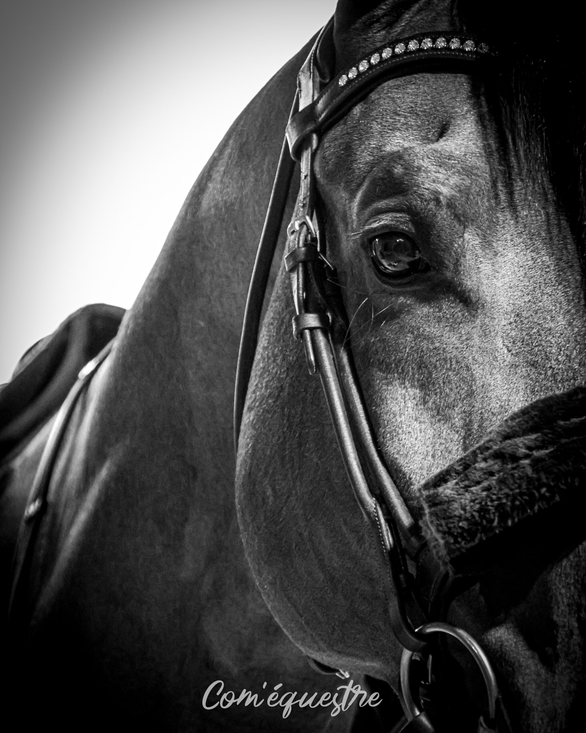 photographe chevaux viens réseaux sociaux